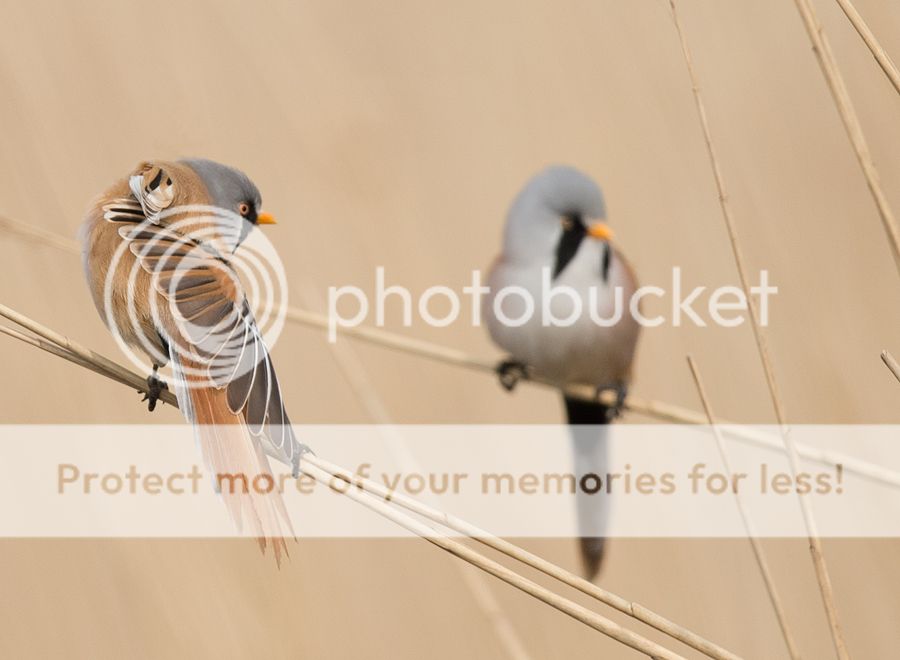 Fotografie