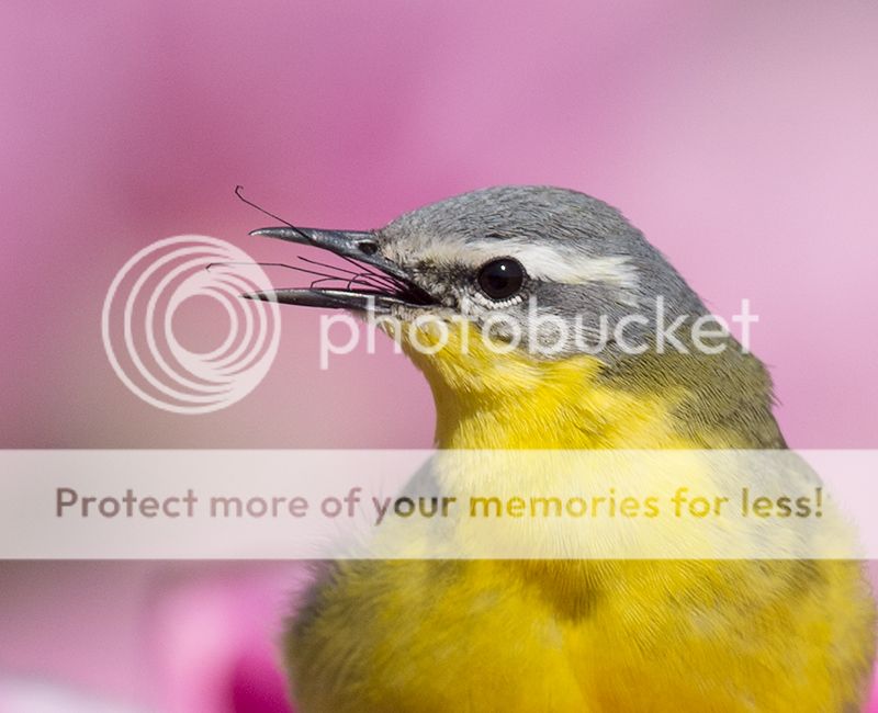 Fotografie
