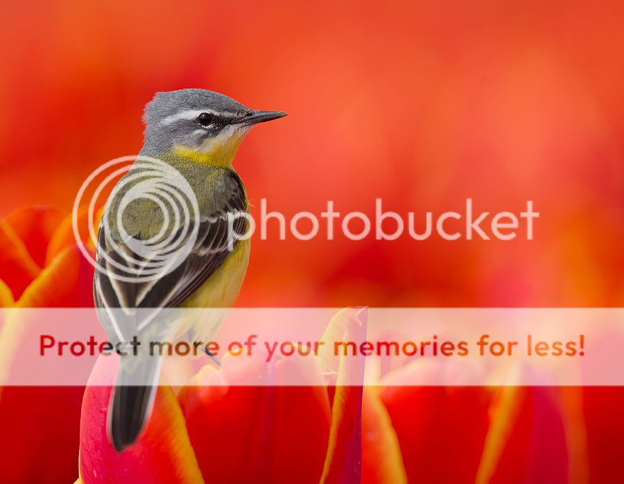 Fotografie