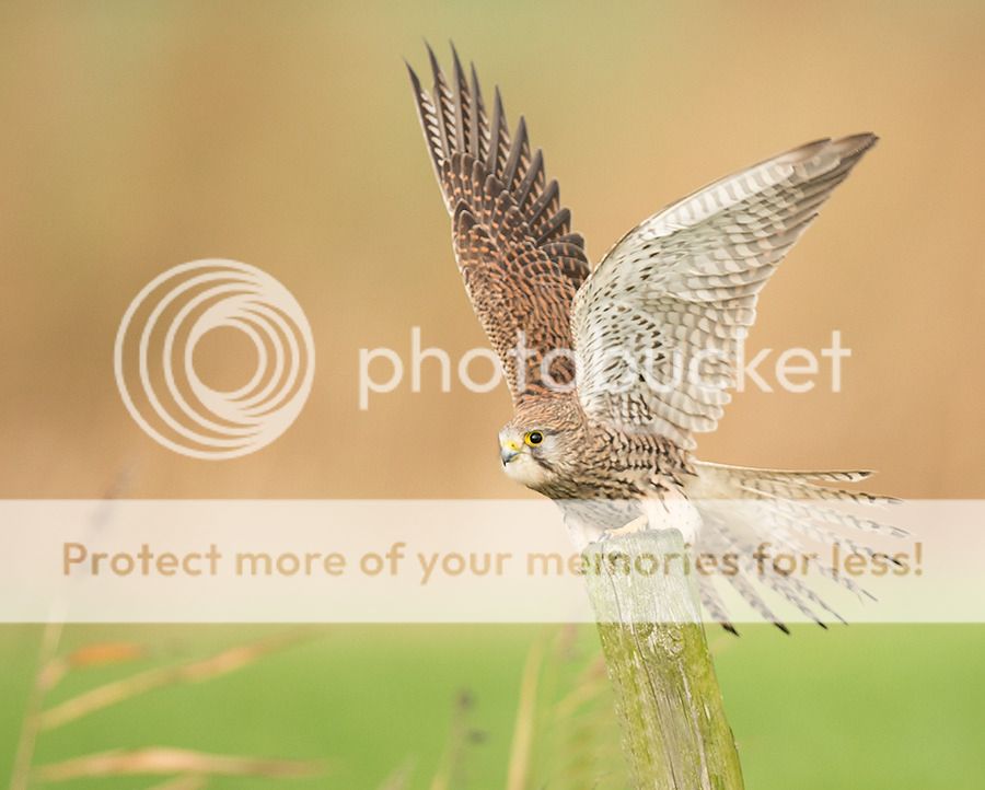 Fotografie