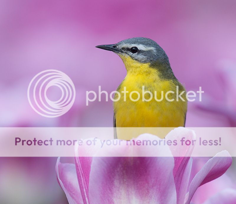 Fotografie