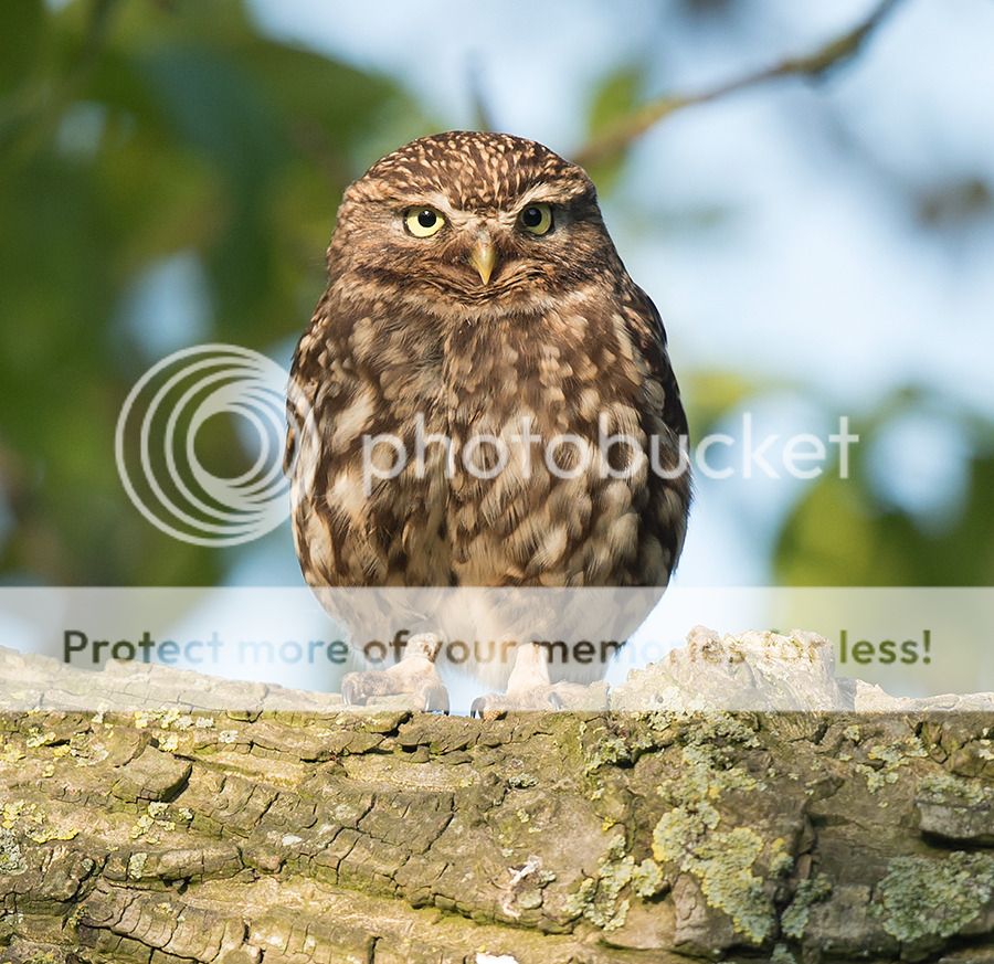 Fotografie