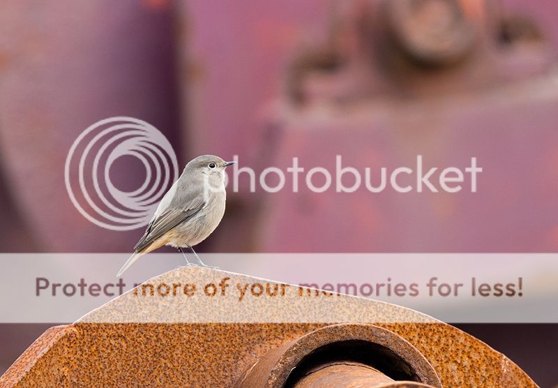 Fotografie