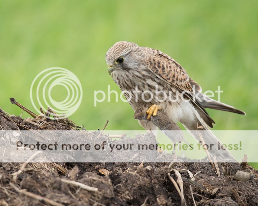 Fotografie