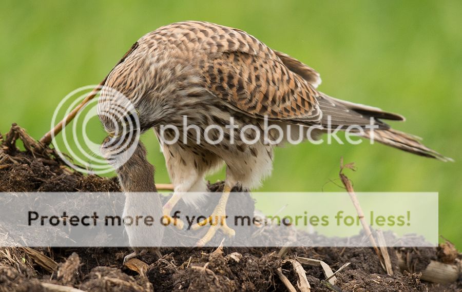 Fotografie