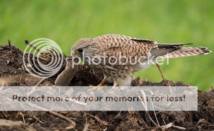 Fotografie