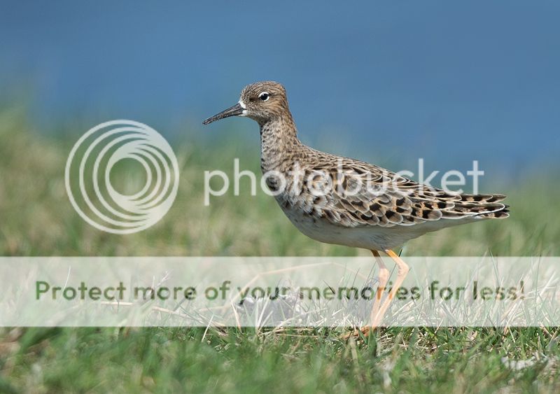 Fotografie
