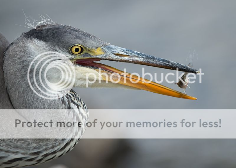 Fotografie