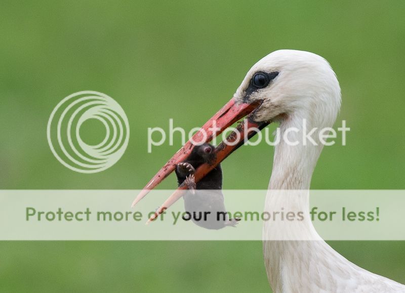 Fotografie