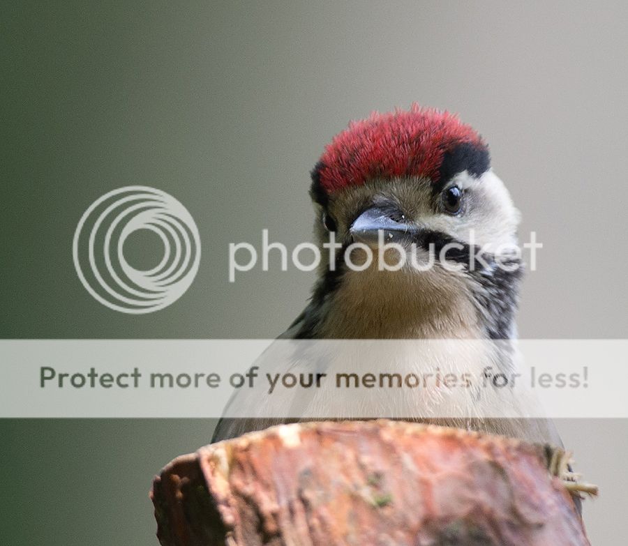 Fotografie