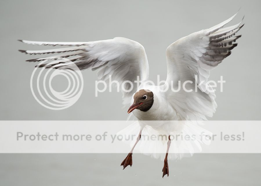 Fotografie