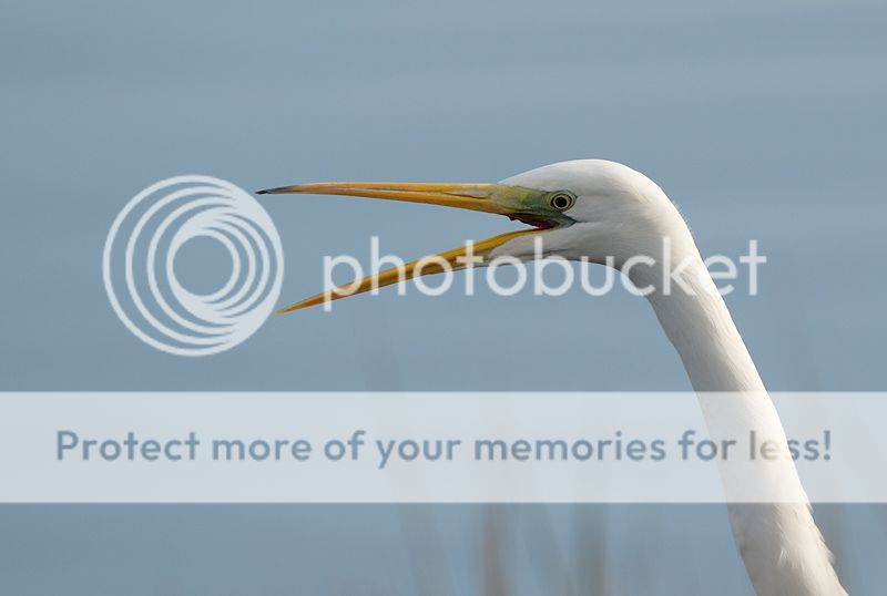 Fotografie