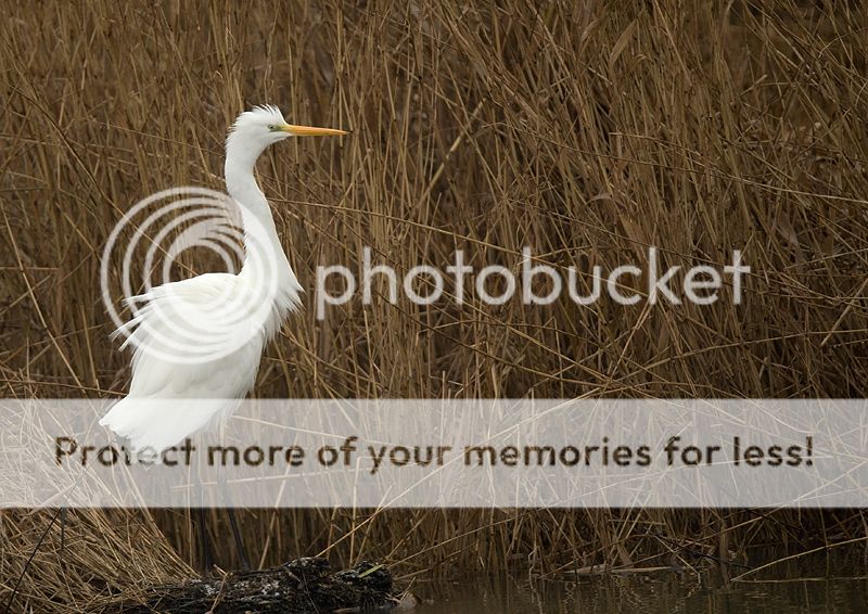 Fotografie