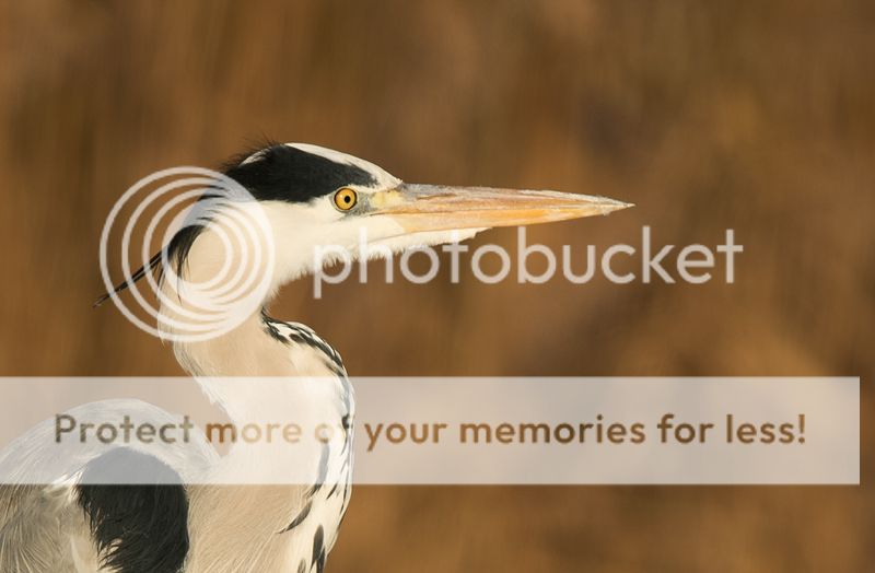 Fotografie