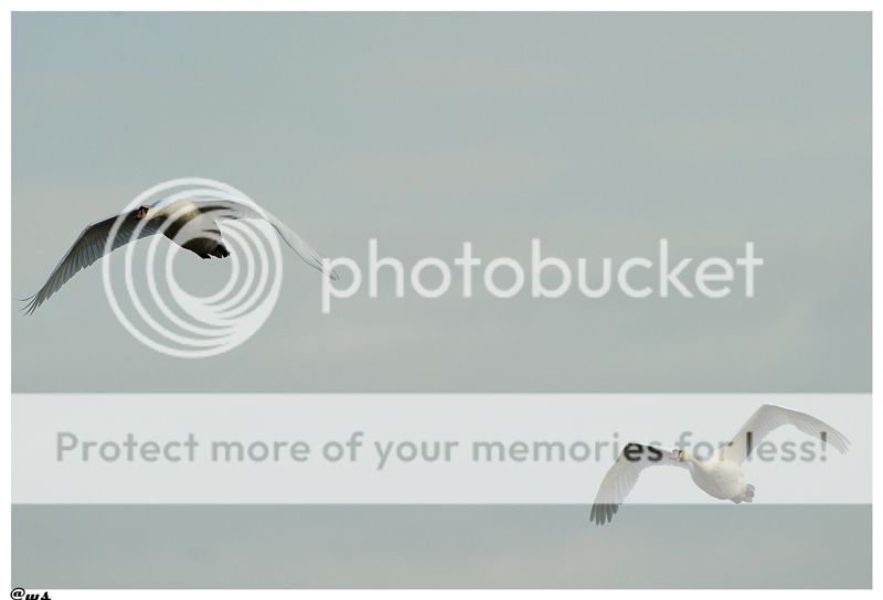 Fotografie