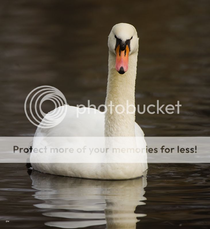 Fotografie