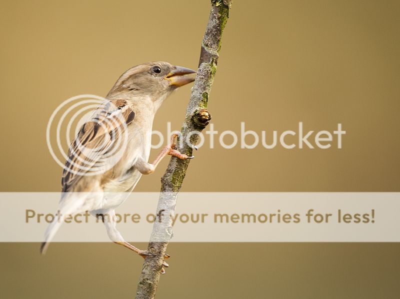 Fotografie