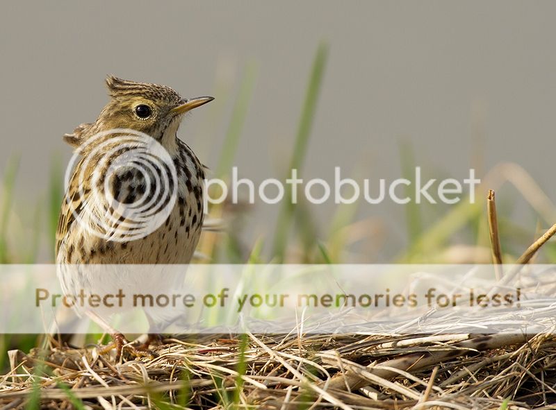 Fotografie