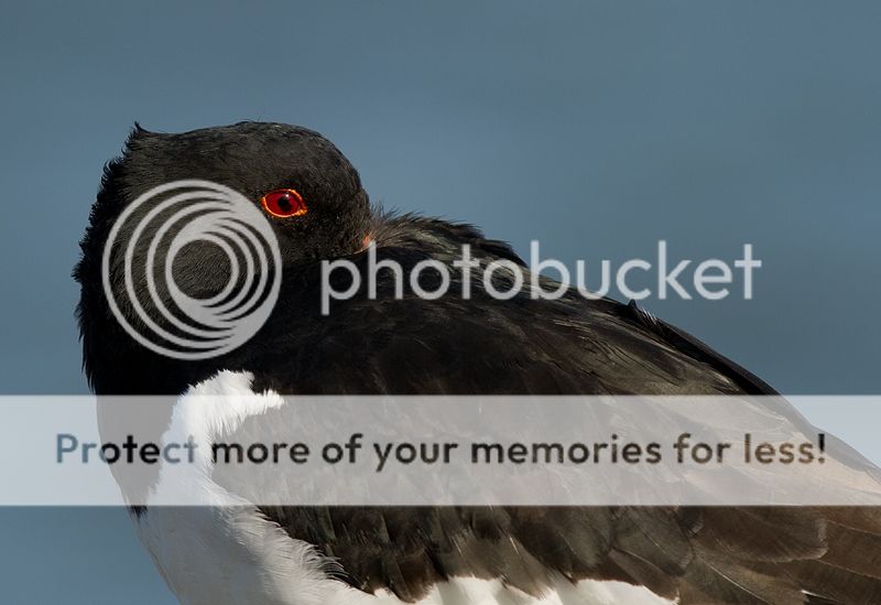 Fotografie