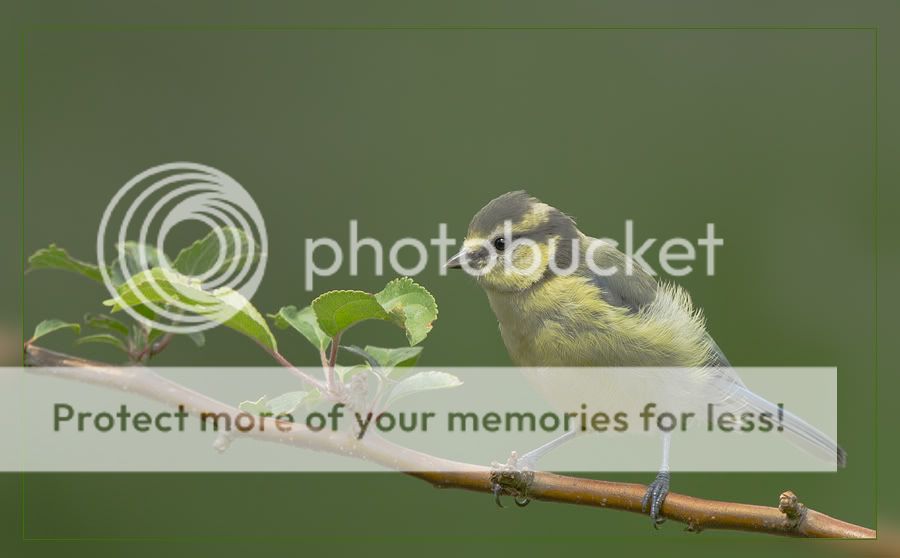 Fotografie