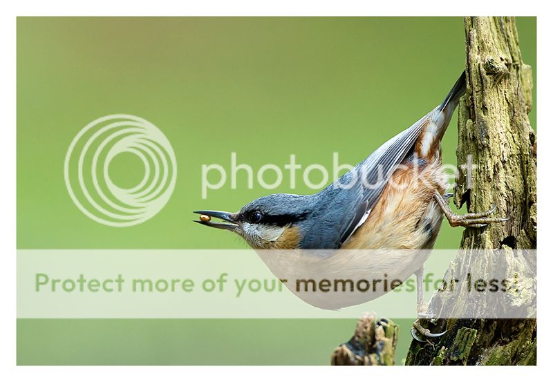 Fotografie