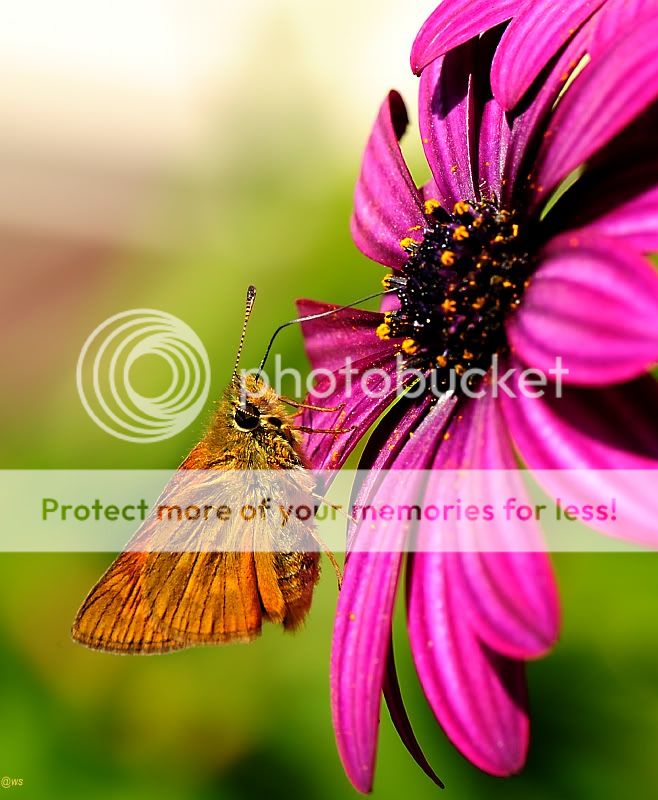 Fotografie