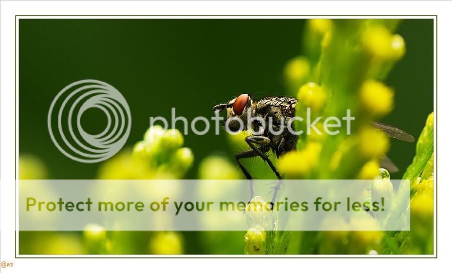 Fotografie