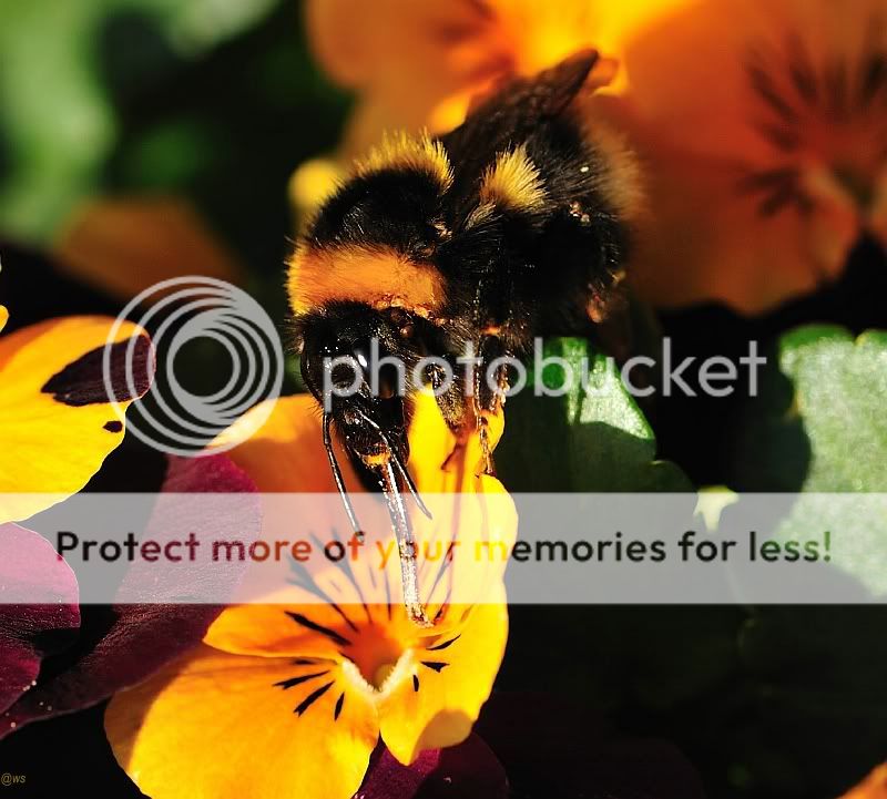 Fotografie