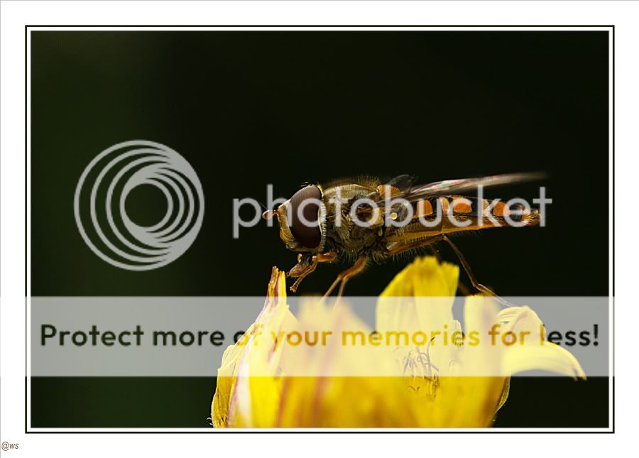 Fotografie