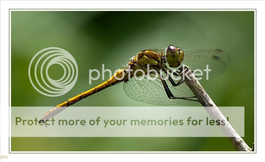 Fotografie