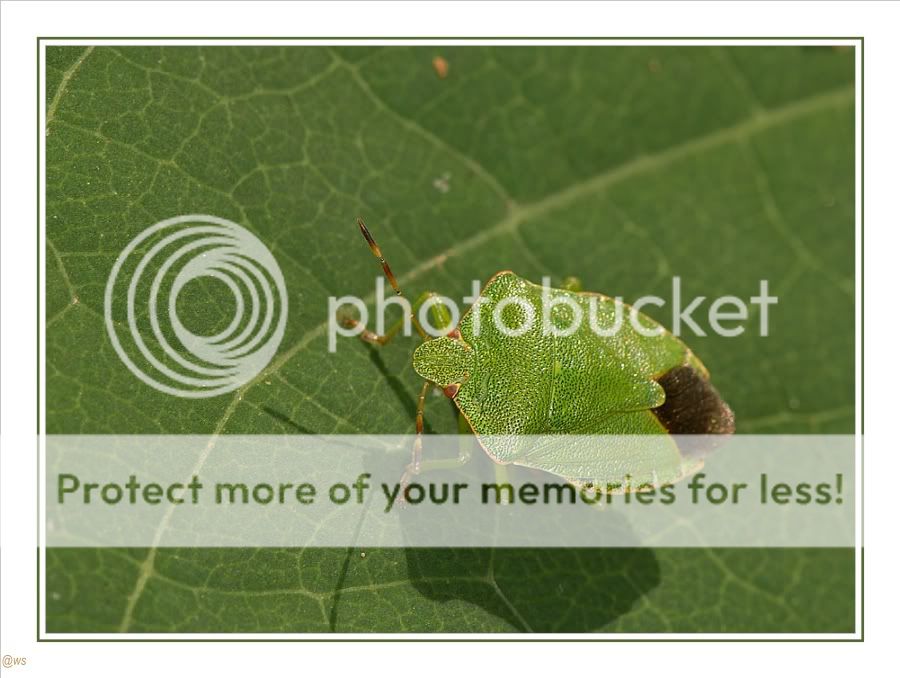 Fotografie