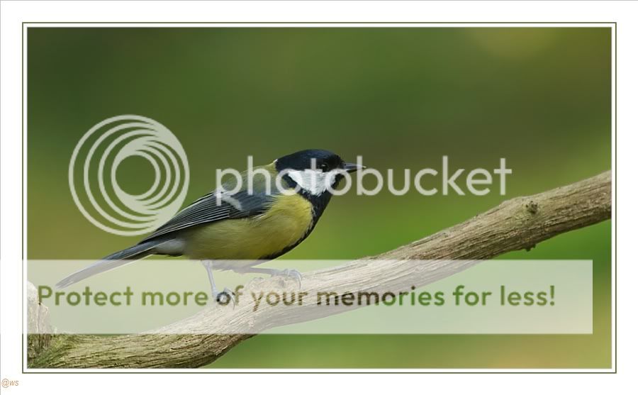 Fotografie