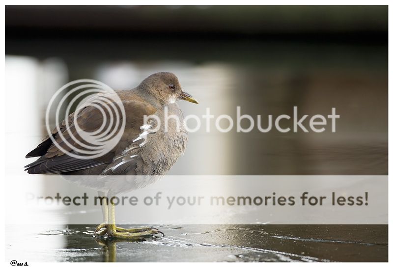 Fotografie