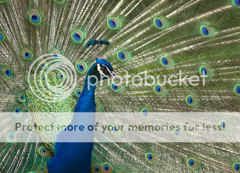 Fotografie