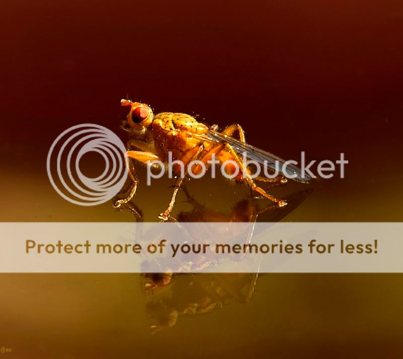 Fotografie