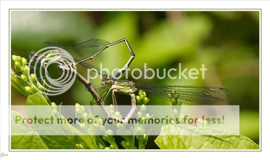 Fotografie