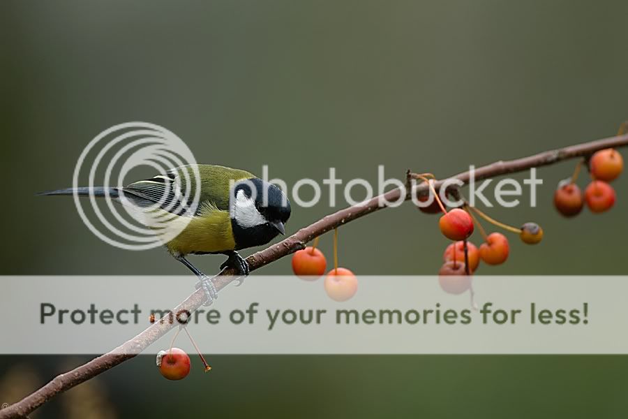 Fotografie