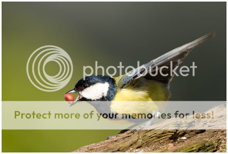 Fotografie