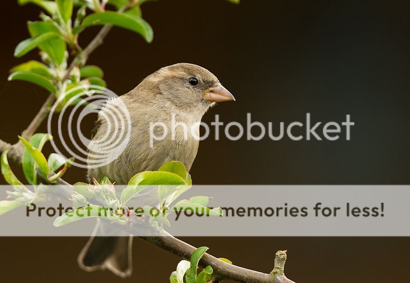 Fotografie