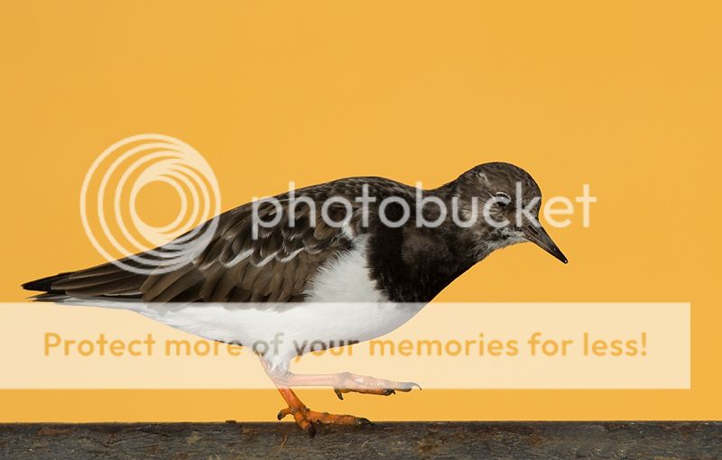 Fotografie