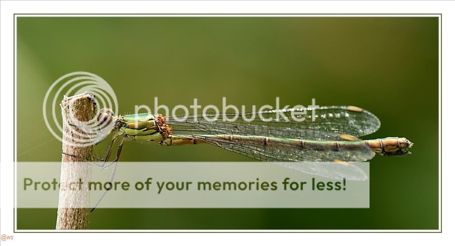 Fotografie