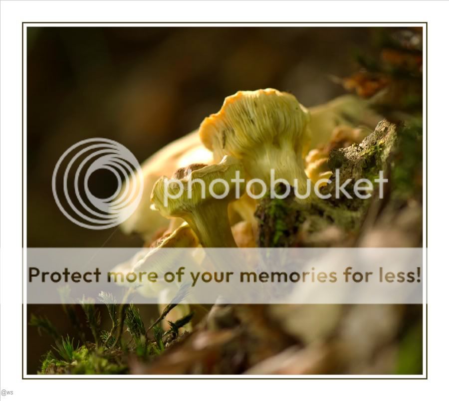 Fotografie