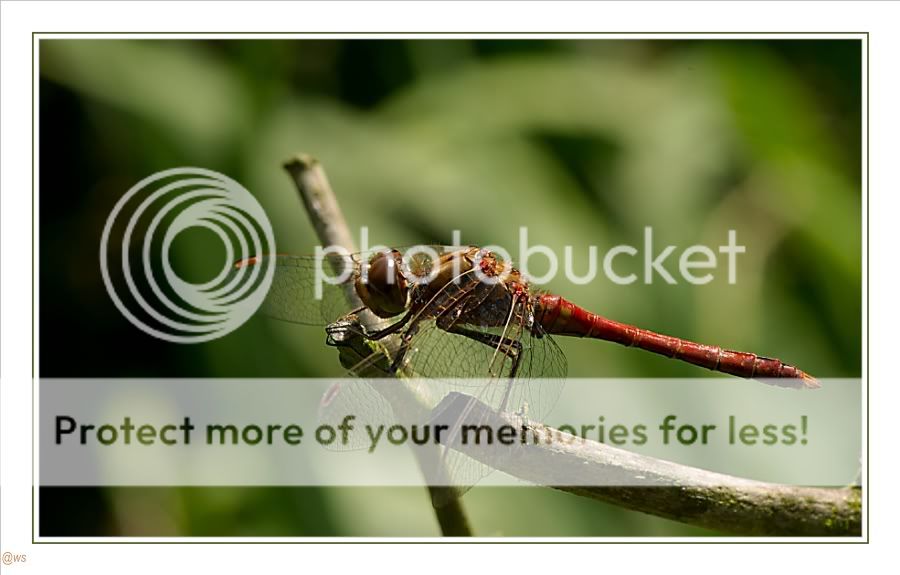 Fotografie