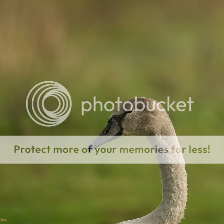Fotografie