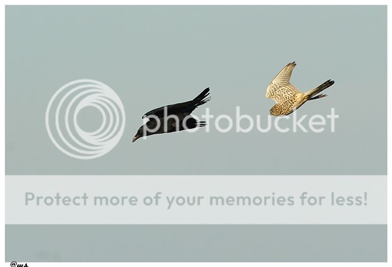 Fotografie