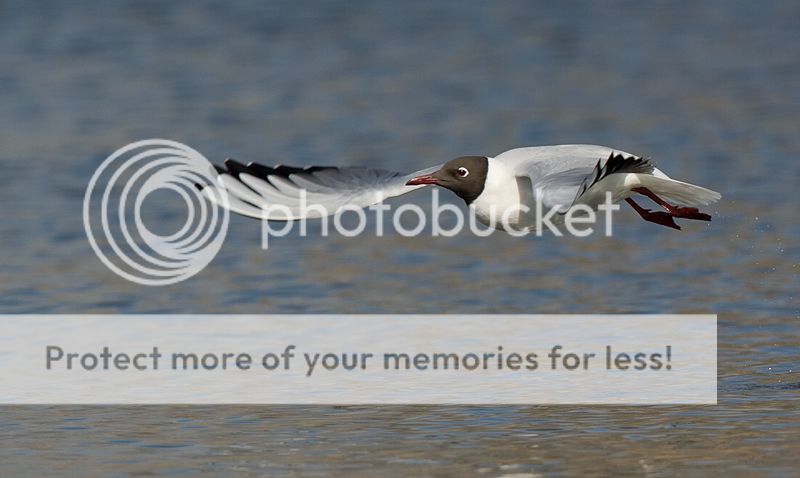 Fotografie