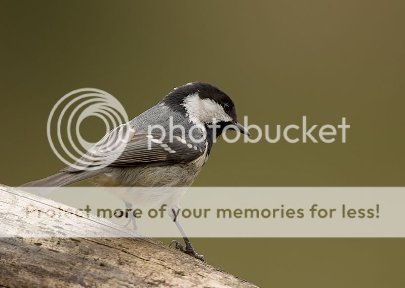 Fotografie