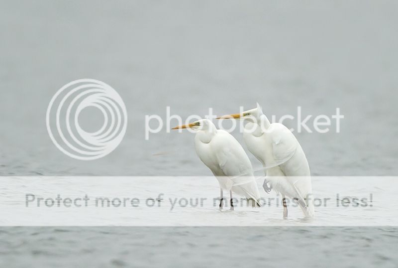 Fotografie