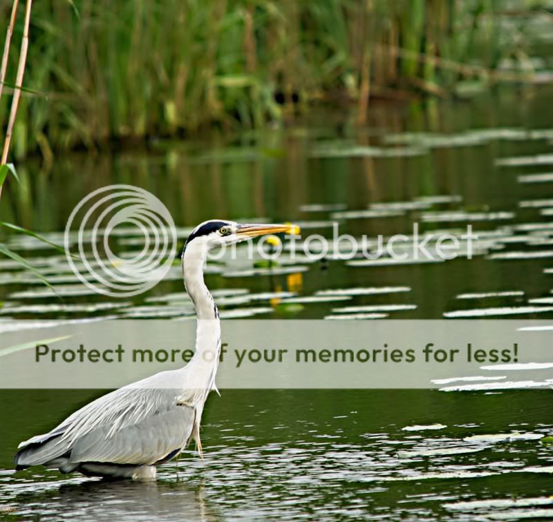 Fotografie