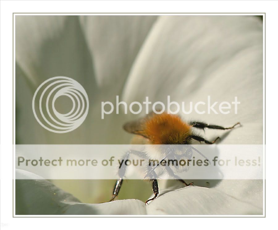 Fotografie